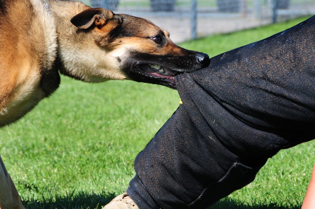 Los Mejores Abogados en Español Cerca de Mí Expertos en Mordeduras, Agravios y Ataques de Perros y Animales en Vista California